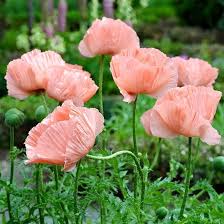 Attēlu rezultāti vaicājumam “Papaver orientale  flower”