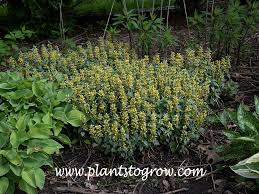 Attēlu rezultāti vaicājumam “Lamproderma gulielmae stalked”