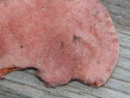 Attēlu rezultāti vaicājumam “Postia tephroleucus”