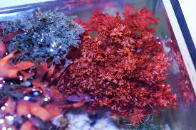 Attēlu rezultāti vaicājumam “Trichia alpina macro”