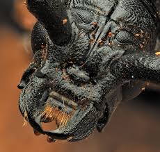 Attēlu rezultāti vaicājumam “Anania stachydalis”