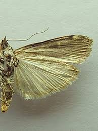 Attēlu rezultāti vaicājumam “Dioryctria abietella”