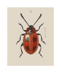 Attēlu rezultāti vaicājumam “Endomychus coccineus”