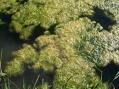 Filamentous Algae - Wiki