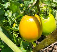 Afbeeldingsresultaat voor blushing yellow tomato