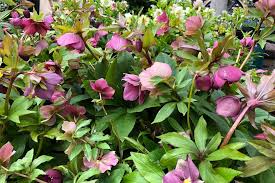 Image result for Nieswurz