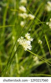 Attēlu rezultāti vaicājumam “Rhynchospora alba”