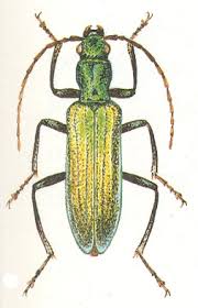 Attēlu rezultāti vaicājumam “Chrysanthia viridissima”