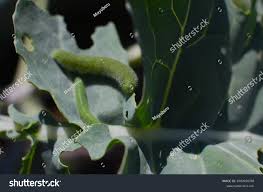 Attēlu rezultāti vaicājumam “Pieris rapae larva”
