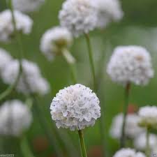 Attēlu rezultāti vaicājumam “Anthyllis maritima flower”