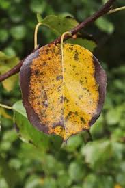 Attēlu rezultāti vaicājumam “Pyrus pyraster leaf”