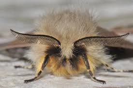 Attēlu rezultāti vaicājumam “Diaphora mendica female”