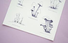 Attēlu rezultāti vaicājumam “Heyderia pusilla”