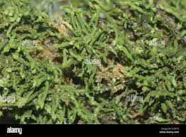 Attēlu rezultāti vaicājumam “Anomodon”