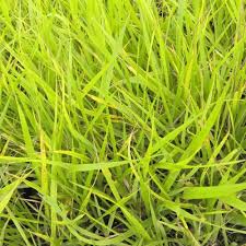 Attēlu rezultāti vaicājumam “Festuca gigantea”