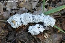 Attēlu rezultāti vaicājumam “Didymium spongiosum”