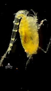 Attēlu rezultāti vaicājumam “Phronia sp. larva”