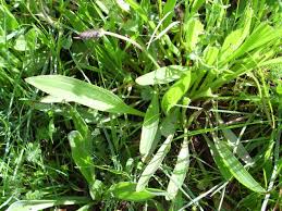 Attēlu rezultāti vaicājumam “Plantago lanceolata leaf”