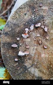 Attēlu rezultāti vaicājumam “Fomitopsis rosea”