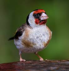 Attēlu rezultāti vaicājumam “Carduelis carduelis adult”
