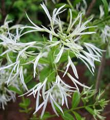 Attēlu rezultāti vaicājumam “Chionanthus virginicus flower”
