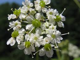 Attēlu rezultāti vaicājumam “Chaerophyllum aromaticum”