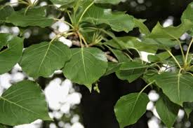 Attēlu rezultāti vaicājumam “Populus x berolinensis”