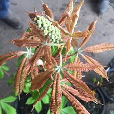 Attēlu rezultāti vaicājumam “Aesculus x neglecta flower”