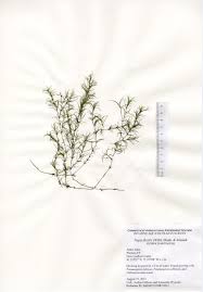 Attēlu rezultāti vaicājumam “Najas flexilis”