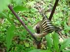 Jack in the pulpit | Arisaema Triphyllum Flower and Seeds