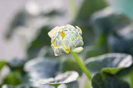 Attēlu rezultāti vaicājumam “Ficaria verna flower”