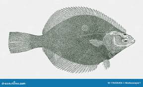 Image result for Liopsetta glacialis