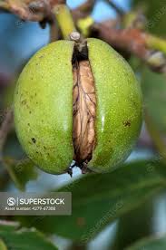Attēlu rezultāti vaicājumam “Juglans regia fruit”
