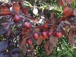 Attēlu rezultāti vaicājumam “Prunus cerasifera fruit”