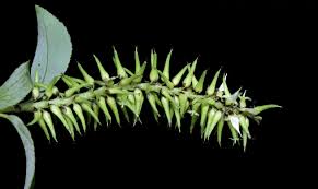 Attēlu rezultāti vaicājumam “Salix myrsinifolia”