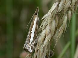 Attēlu rezultāti vaicājumam “Crambus hamella”