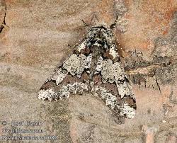 Attēlu rezultāti vaicājumam “Biston strataria”