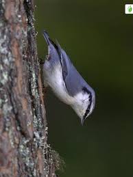 Attēlu rezultāti vaicājumam “Sitta europaea nest”