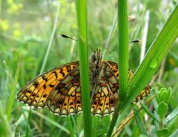 Attēlu rezultāti vaicājumam “Clossiana selene underside”