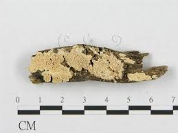 Attēlu rezultāti vaicājumam “Schizopora paradoxa”