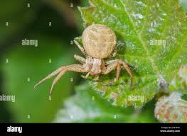 Attēlu rezultāti vaicājumam “Xysticus bifasciatus”