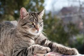 Attēlu rezultāti vaicājumam “Felis silvestris catus”