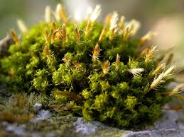 Attēlu rezultāti vaicājumam “Ulota crispa”