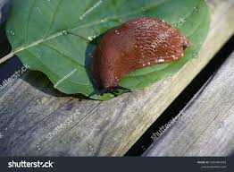 Attēlu rezultāti vaicājumam “Arion rufus”