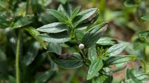 Attēlu rezultāti vaicājumam “Lithospermum officinale”