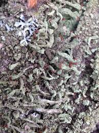 Attēlu rezultāti vaicājumam “Cladonia parasitica”
