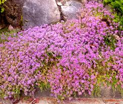 Attēlu rezultāti vaicājumam “Thymus serpyllum flower”