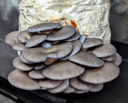 Attēlu rezultāti vaicājumam “Pleurotus ostreatus”