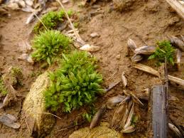 Attēlu rezultāti vaicājumam “Acaulon muticum sporophyte”
