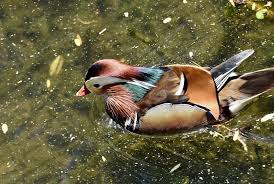 Attēlu rezultāti vaicājumam “Aix galericulata male”